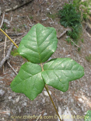 Imágen de Boquila trifoliolata (Voqui blanco / Pilpilvoqui). Haga un clic para aumentar parte de imágen.